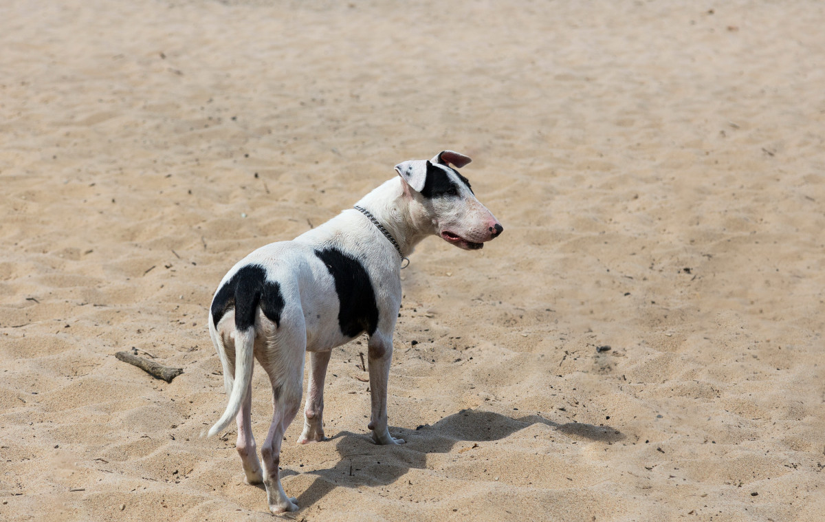 Dog's Rare Encounter with a Baby Hammerhead Shark Is Going Viral ...