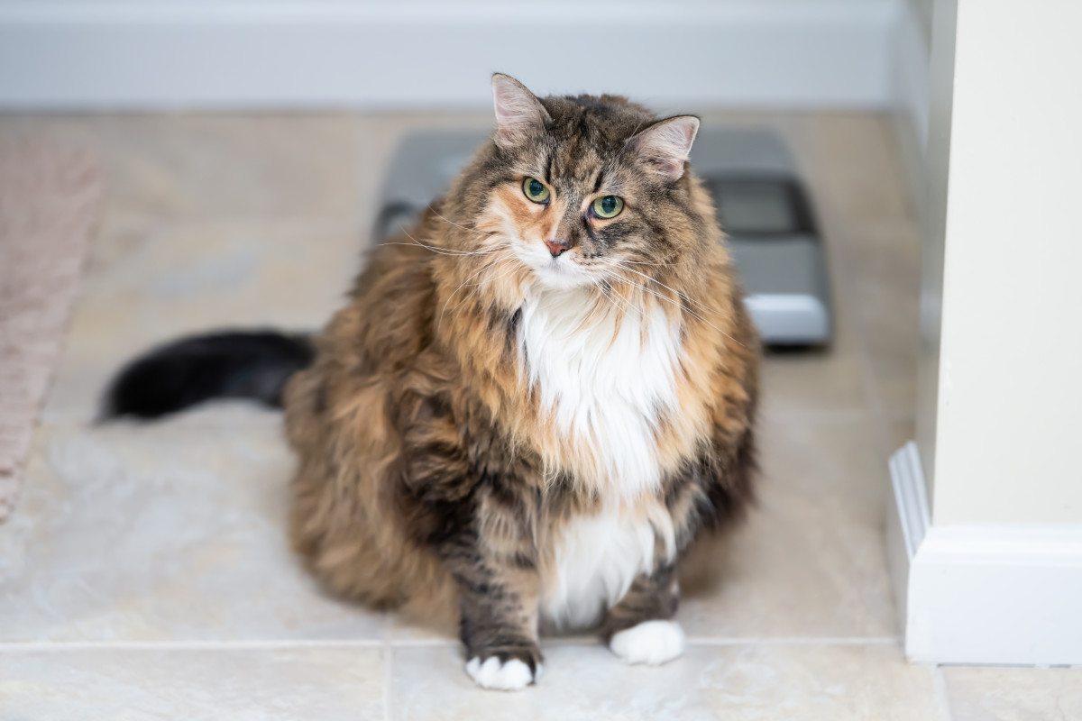 Vet Hospital Explains the 'Chonk Chart' Feline Sizing System To Help