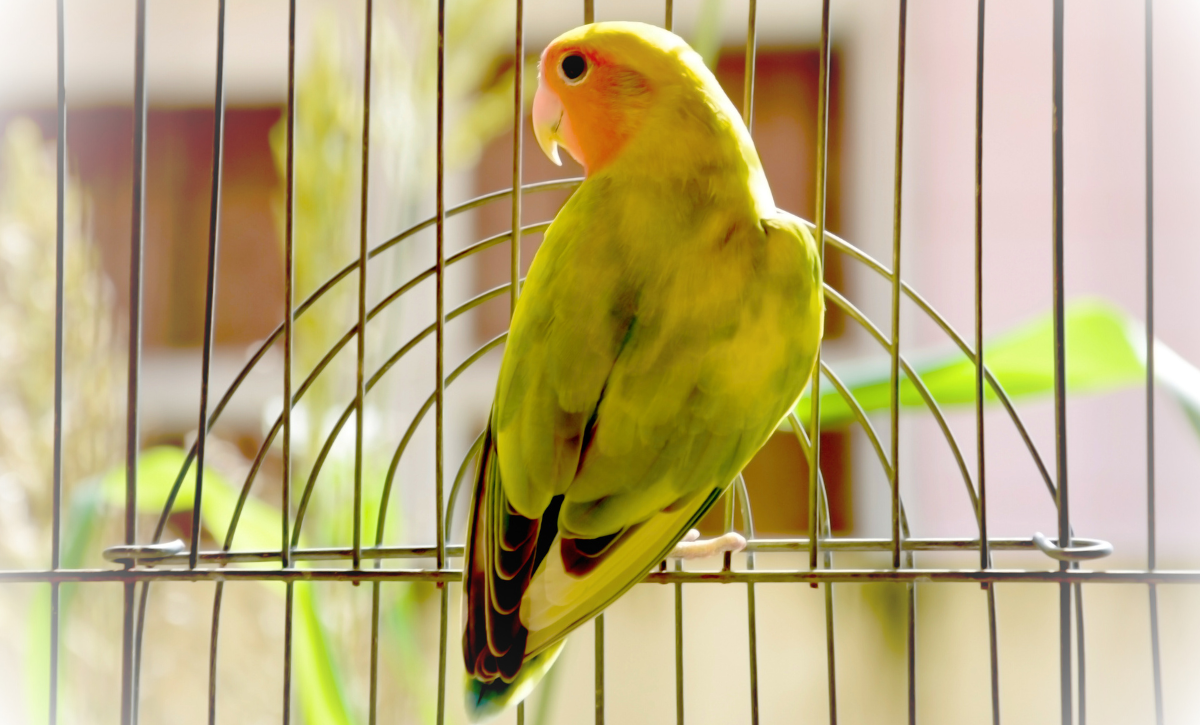 Hand Raising a Baby Lovebird A Personal Experience PetHelpful