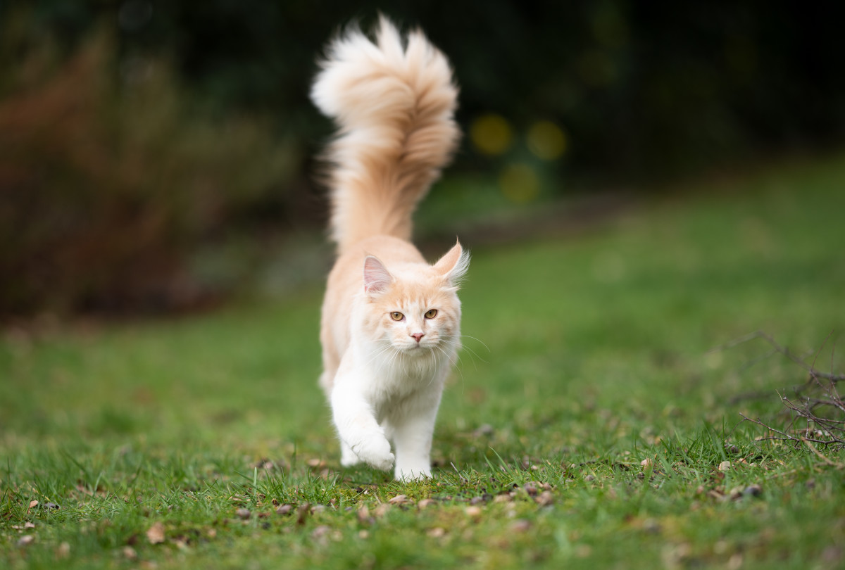 Cat Photographer's Stunning Photoshoot With Cat In The Rain Is ...