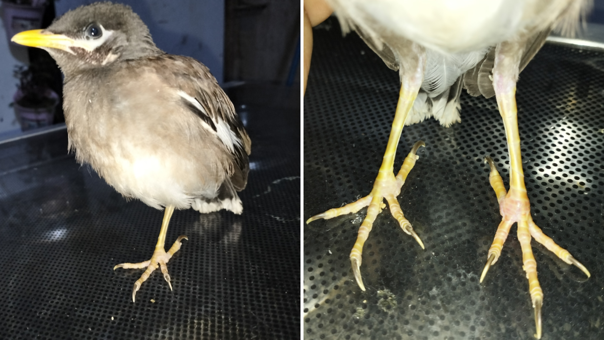 Bumblefoot Causes, Prevention, and Treatment in Birds - PetHelpful