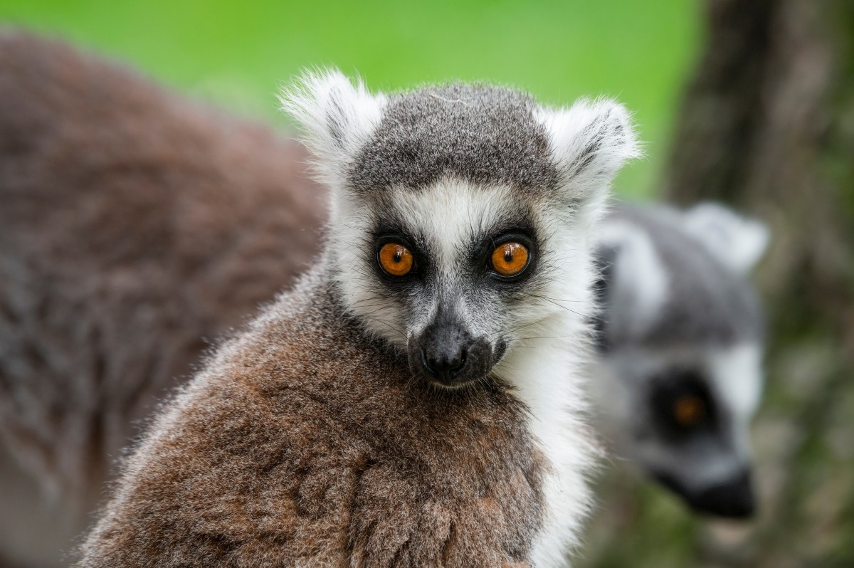 Veterinarian's Care of Lethargic Ring-Tailed Lemur Couldn't Be Sweeter ...