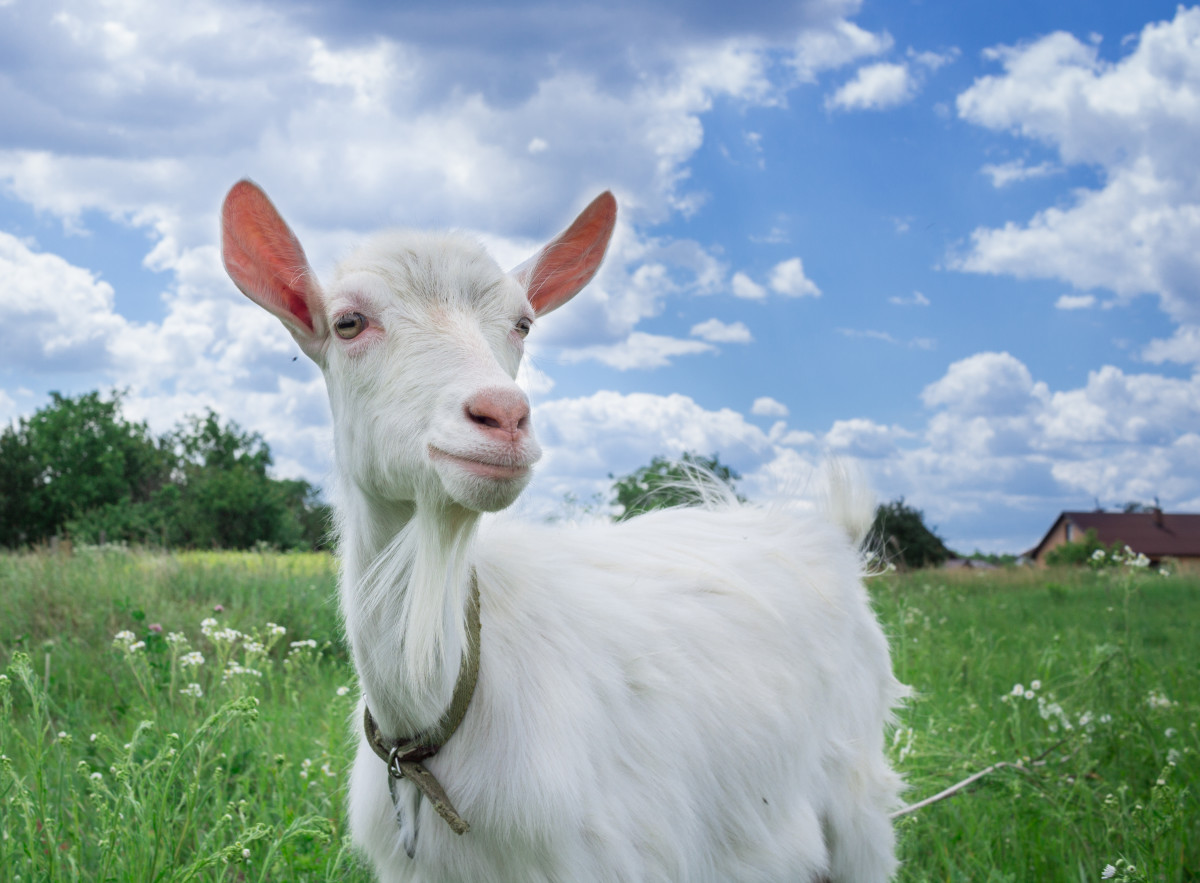 Goat Becomes the Most Amazing Babysitter to a Litter of Tiny Kittens ...