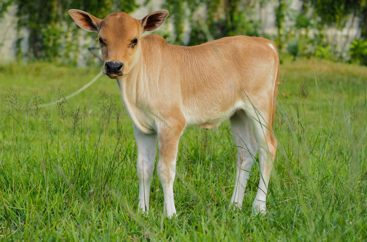 2-Day-Old Calf Running with Her Mom and Dad Will Put a Smile on Anyone ...