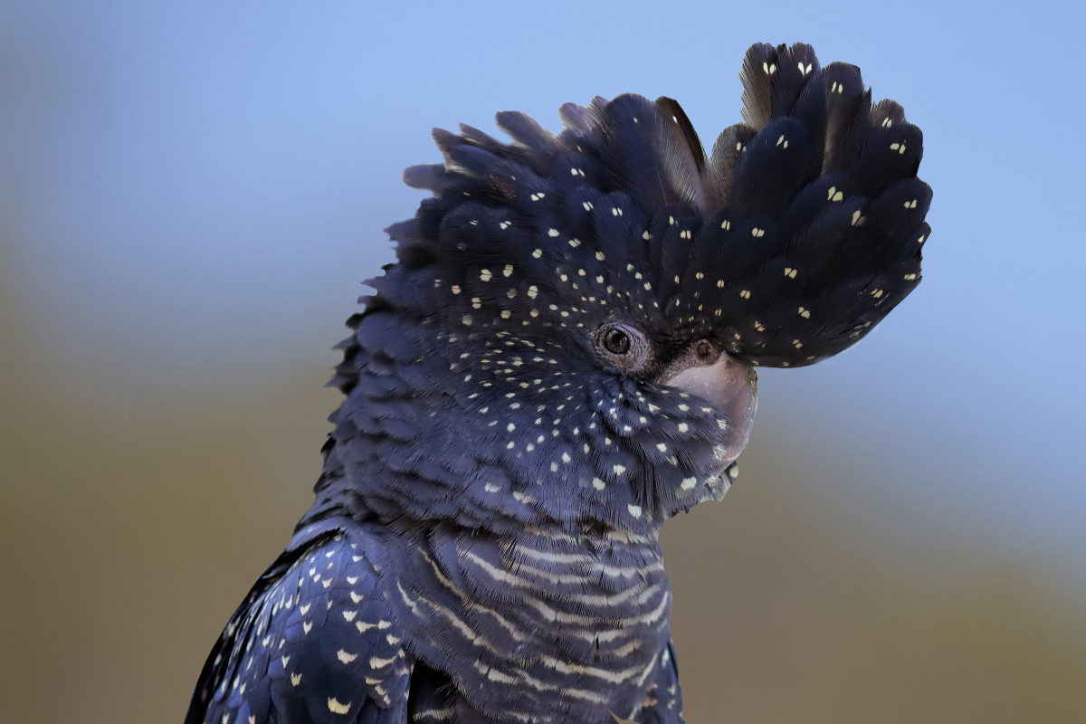 Woman Hailed a Hero for Rescuing Rare Cockatoo She Found in a Parking