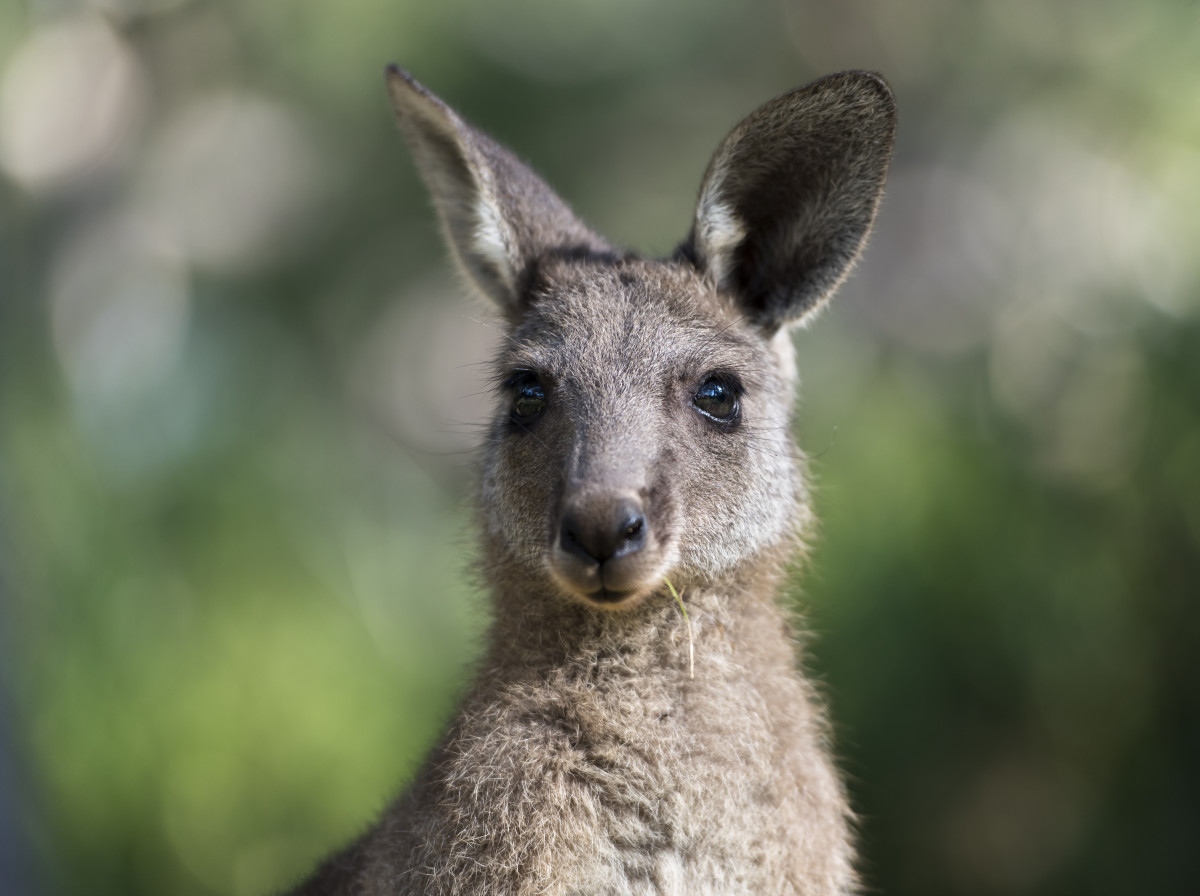 Canguros bebés (Joeys) en Australia Meridional, 2024