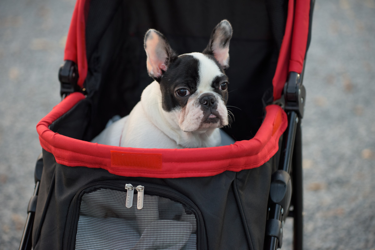 HautePinkPretty - Why we Use a Dog Stroller