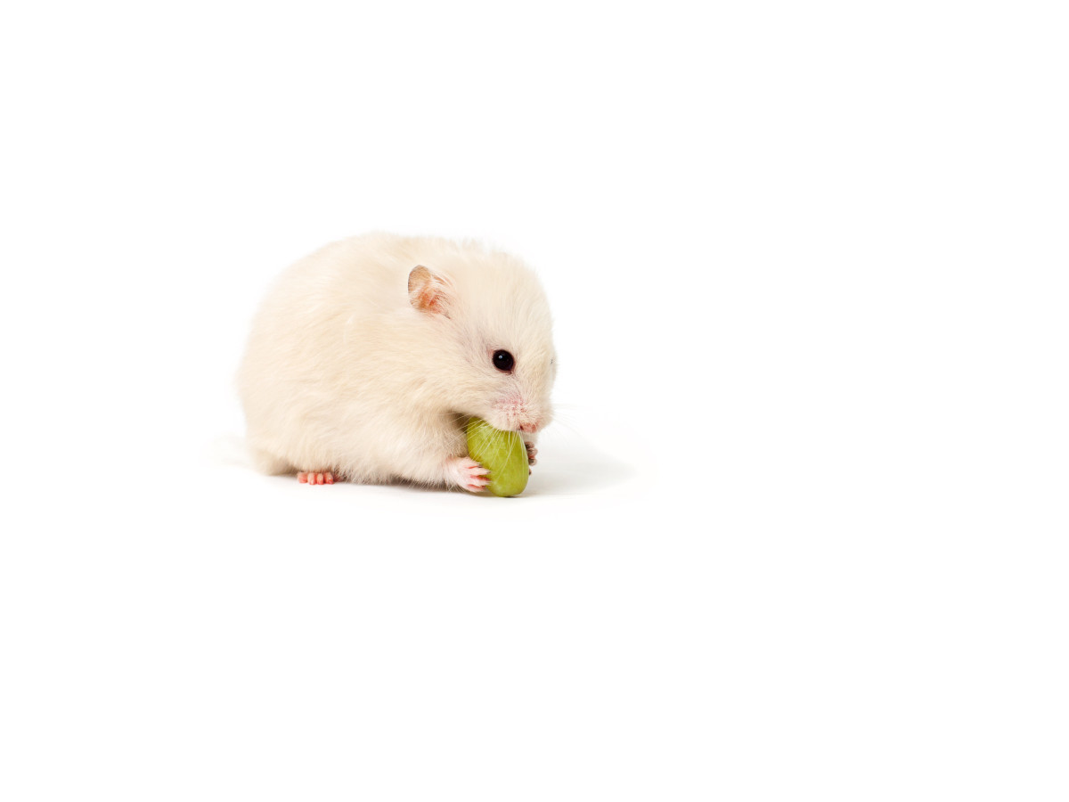 Tiny Hamster Trying Her First Grape Is Too Cute To Miss PetHelpful News