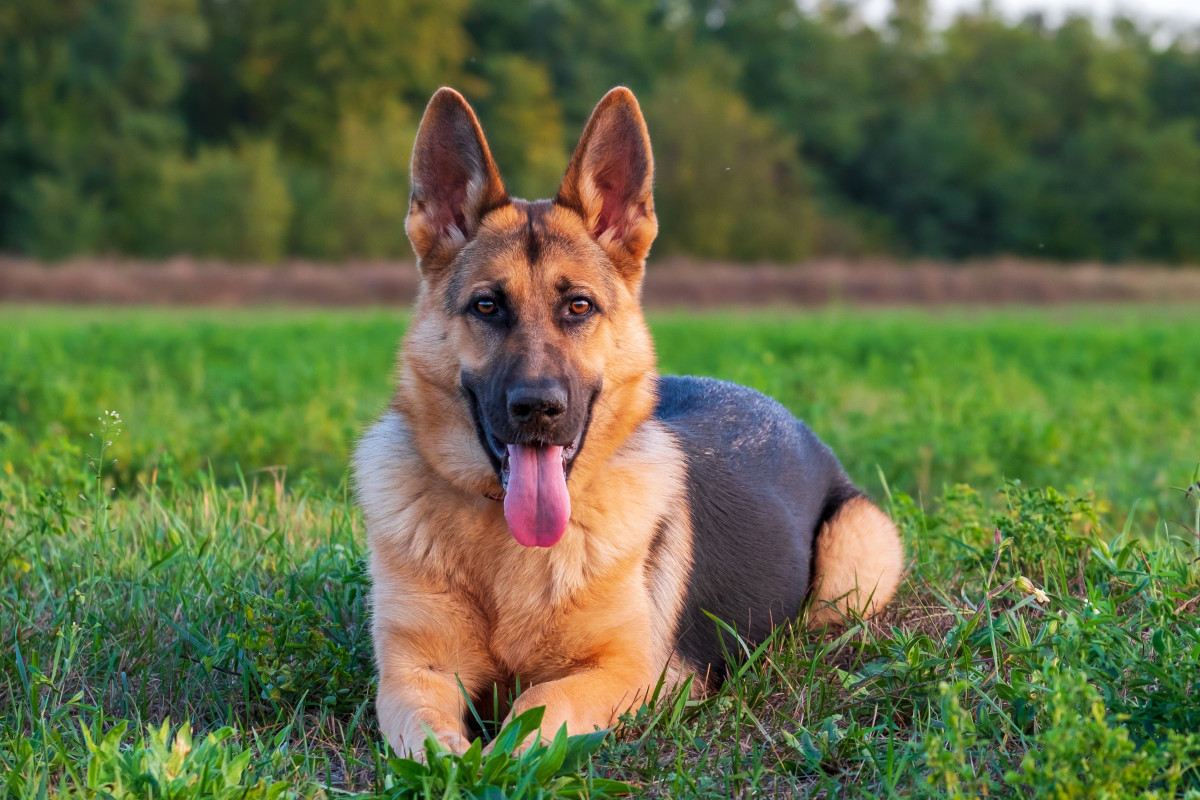 Quick-Thinking Veterinarian Saves Choking German Shepherd Using Tried ...