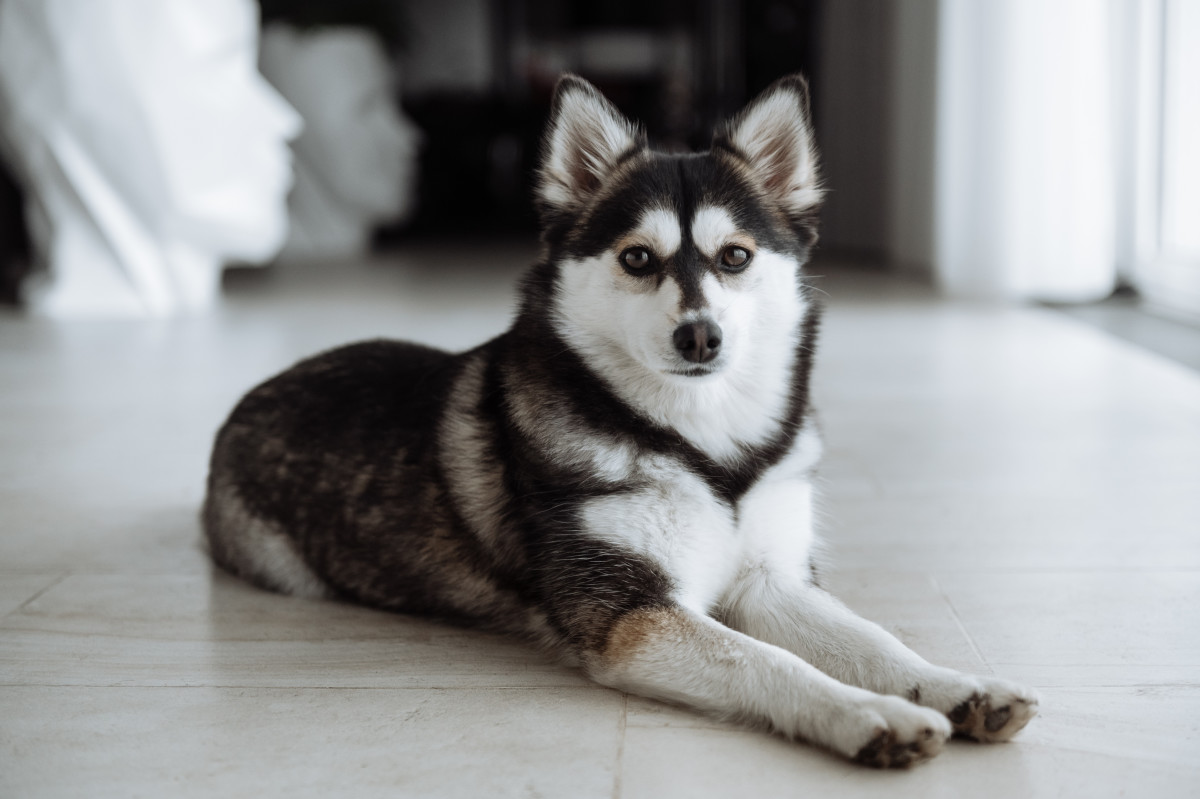 how much does a full grown pomsky weigh