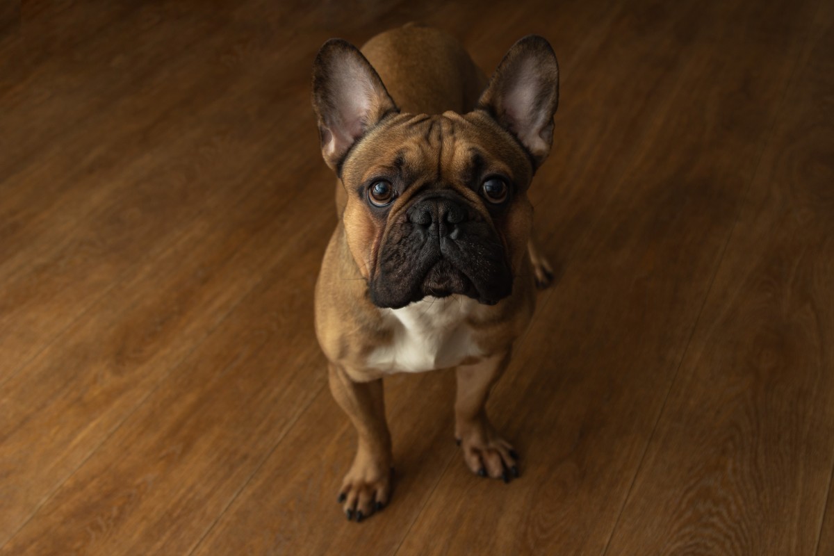 Precious Bulldog Rescued After Being Mistreated by Backyard Breeder Is