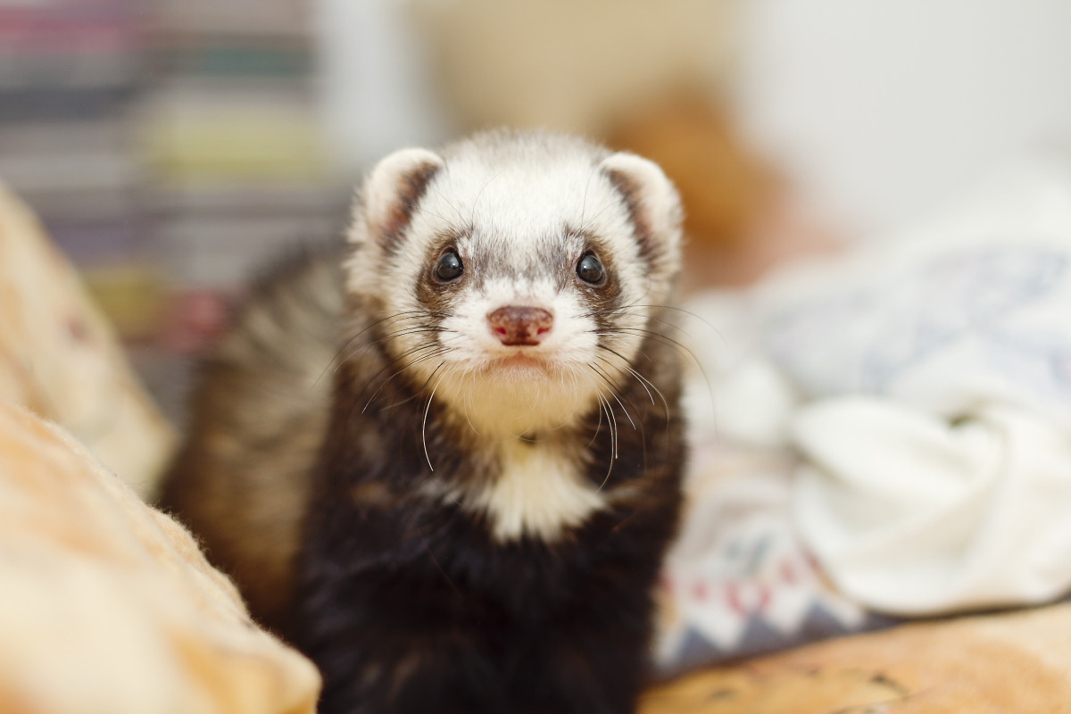 Pet Ferret Steals Baby's Toys Straight From the Crib and the Child's ...