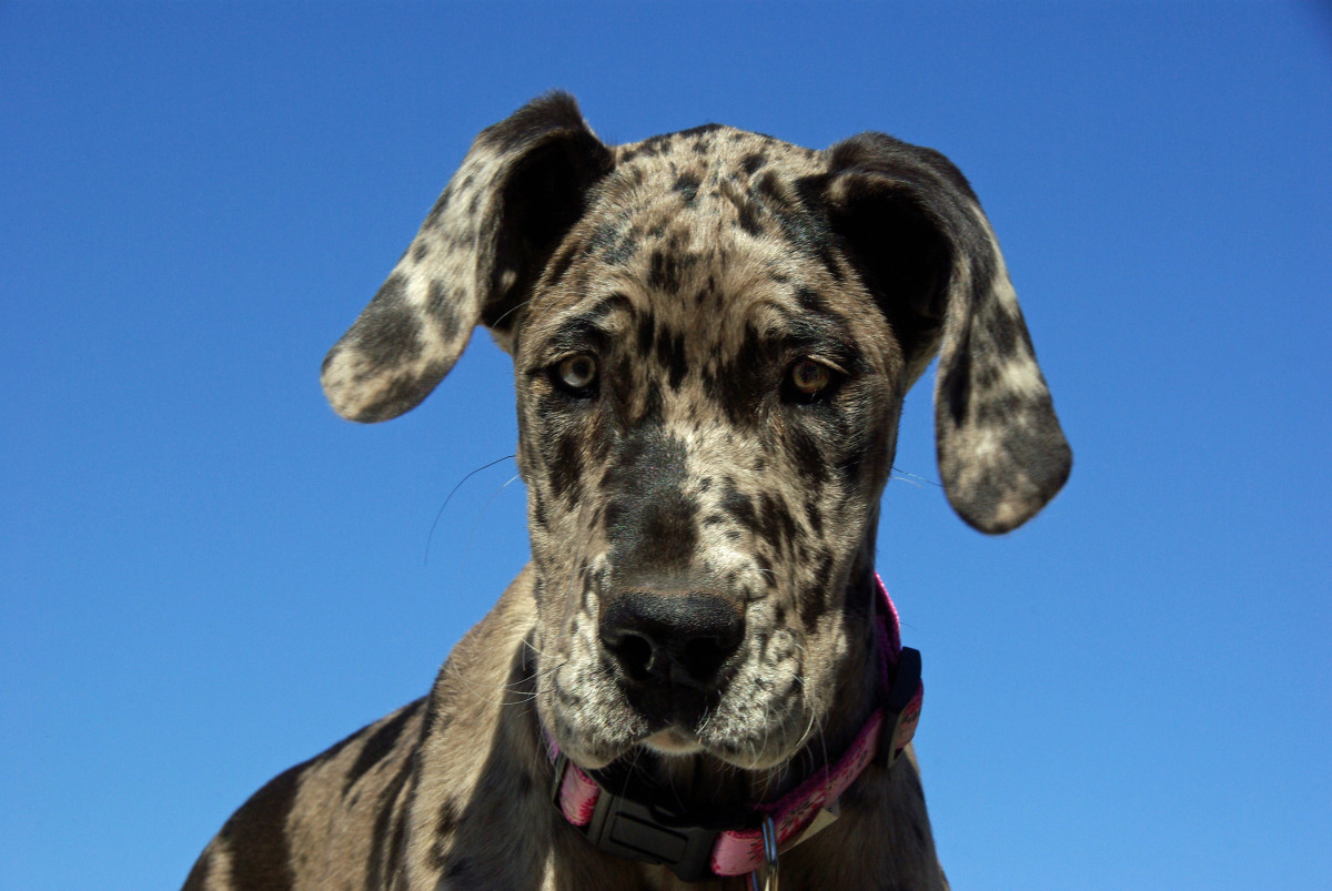 Baby's 'First Kiss' with Great Dane Bestie Is a One-of-a-Kind Moment ...