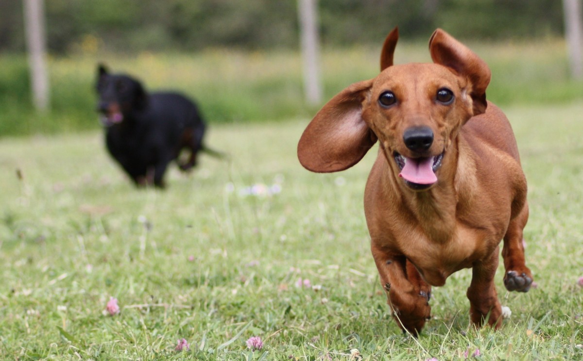 Dozens of Dachshunds Set To Take Part in Wiener Nationals Dog Race