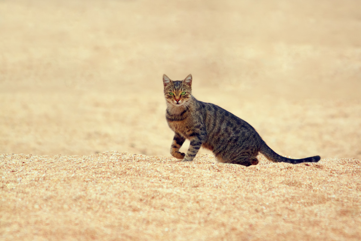 Tabby Cats Walking Where 'star Wars' Was Filmed Is Epically Magical 