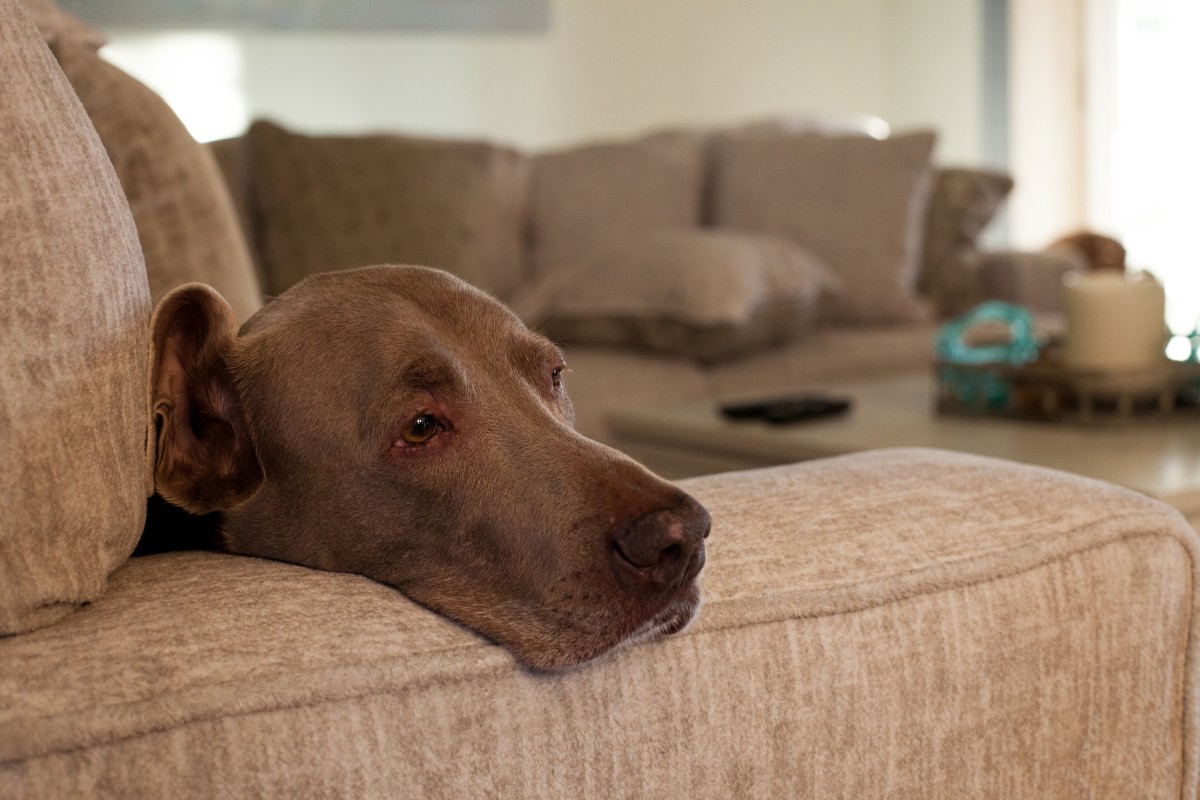 20-Year-Old Dog Left Heartbroken After Owners Surrender Him To Florida ...