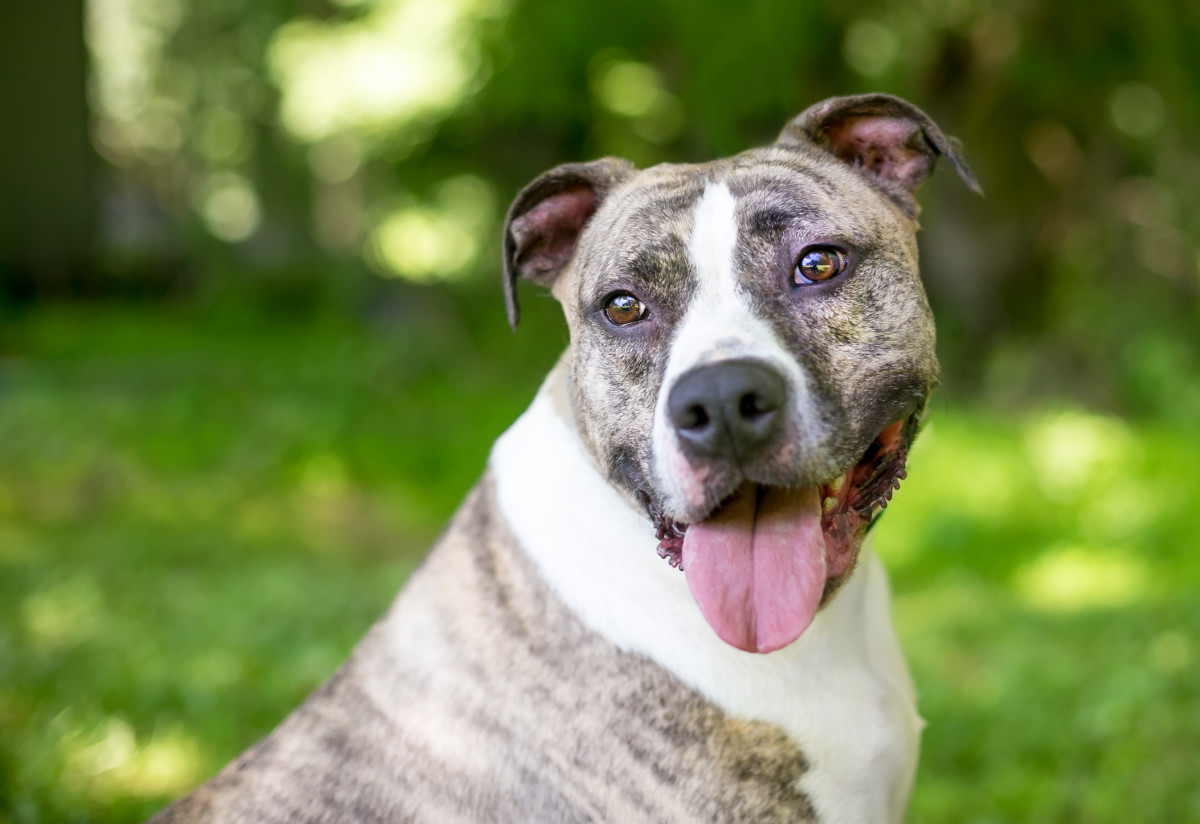 Animal Control Officer's Rescue of Mama Pittie and 7 Puppies Is Full of ...