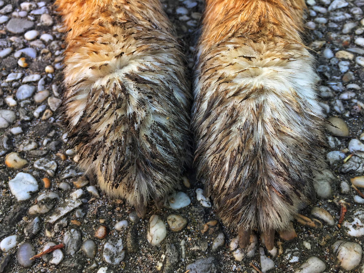 Mystery of Who's Digging in Michigan Animal Rescue's Yard Has People