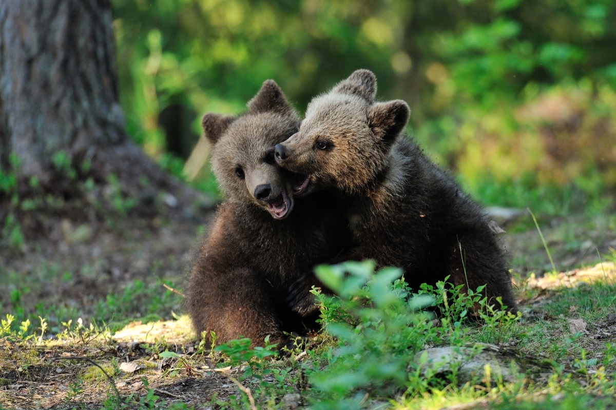 Mama Bear and Cubs Go for a Dip in Tennessee Pool in Precious Video ...