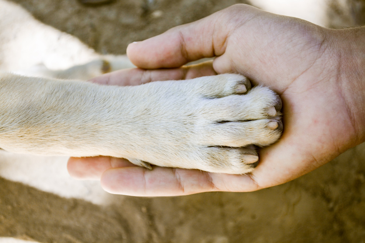 Sweet Explanation for Why Dogs 'Paw' Their Humans Is So Heartwarming PetHelpful News