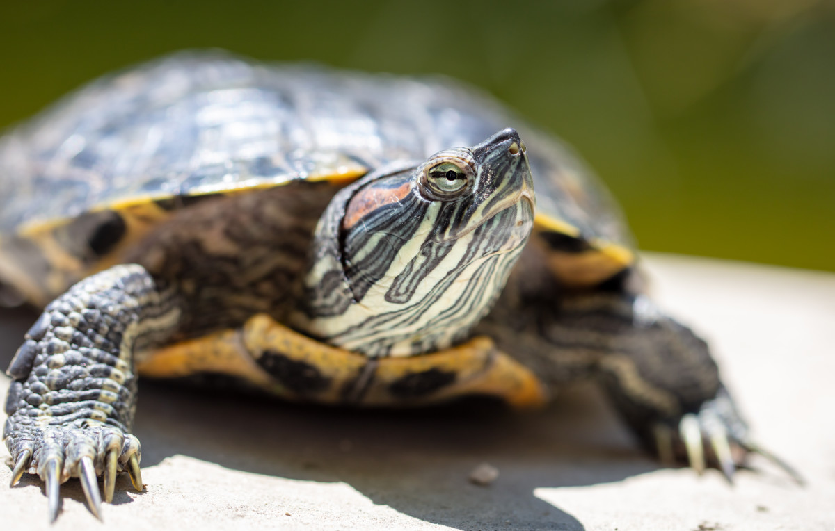 Anyone Who Says 'Turtles Are Slow' Has Never Seen One Steal a French
