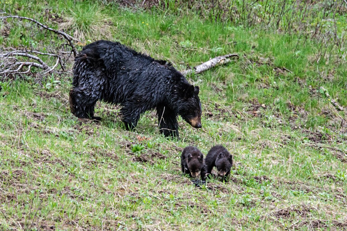 Mama Bear and Cubs Drink from Front Yard Fountain As Heat Wave Bakes ...