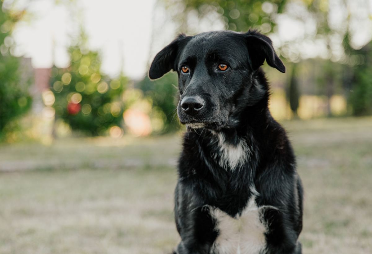 NC Baseball Team's Foster Dog Is Living His Best Life While Looking for ...