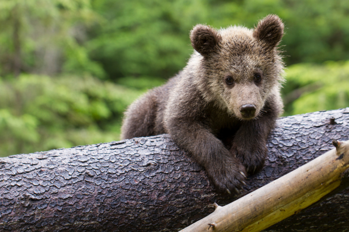 Mama Bear Rushes to Save Cub Who Fell off Connecticut Bridge ...