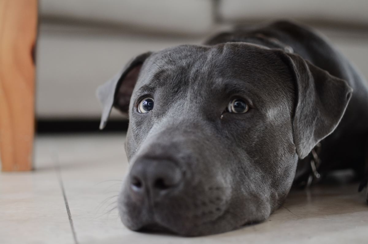 Dog Dad Sings The Cutest Song While Giving Pup His Anti-anxiety Drugs 