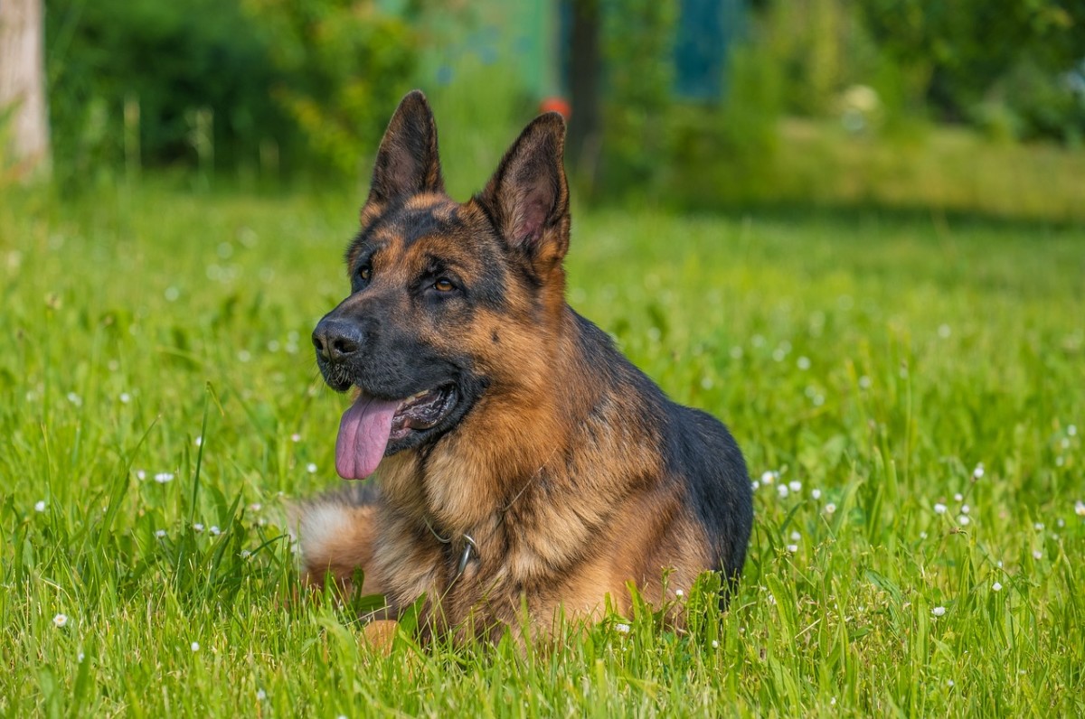 Dozens of Officers Gather in Toronto to Give Fallen Police Dog a Hero's ...