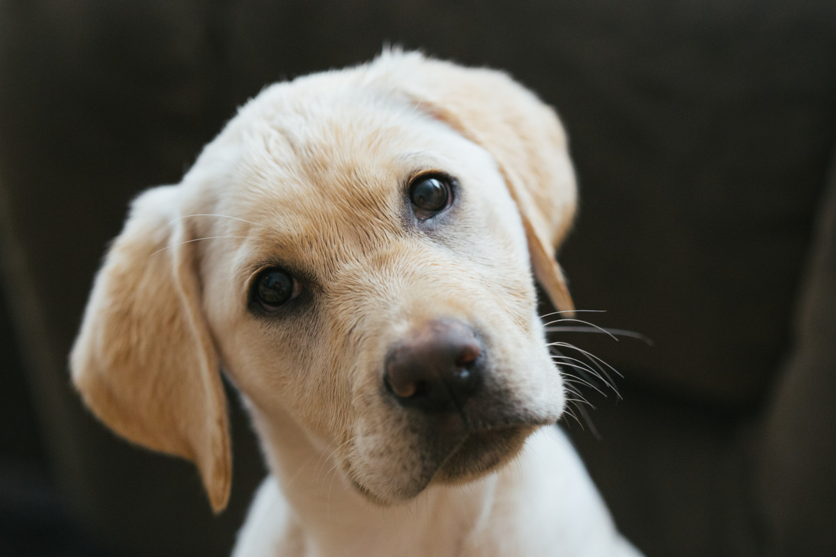 Man's Joke About Making His Dog Pay Rent Is Just Too Cute - PetHelpful News