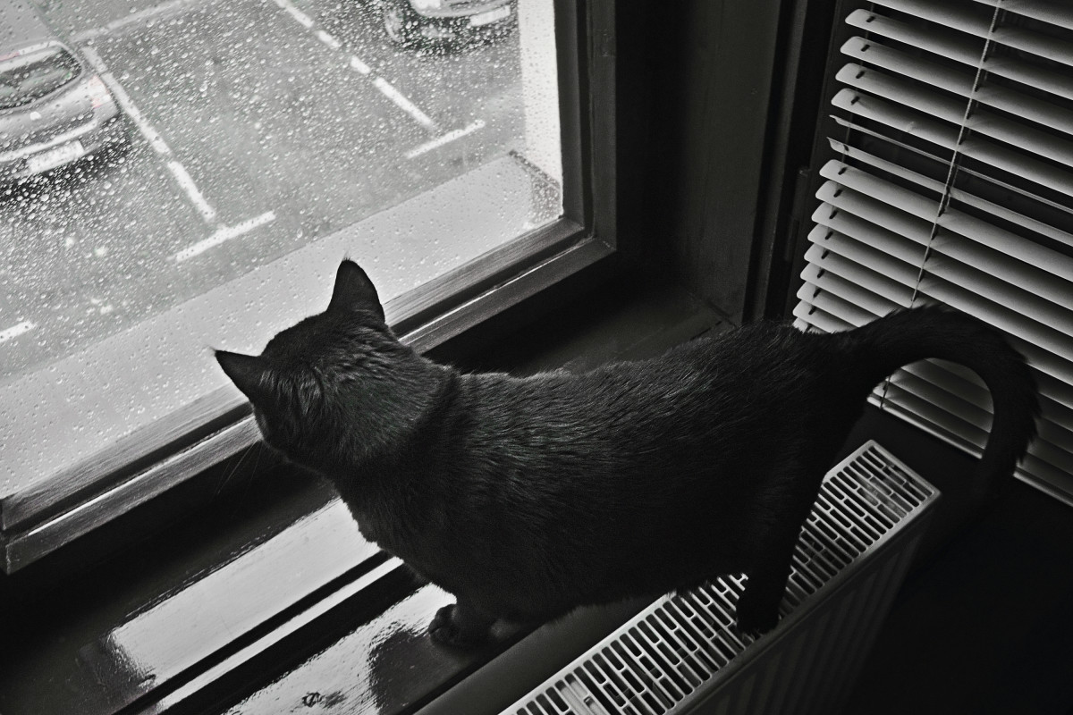 Woman Comforts Her Cat During a Rain Storm Just Like He's a Human Kid ...