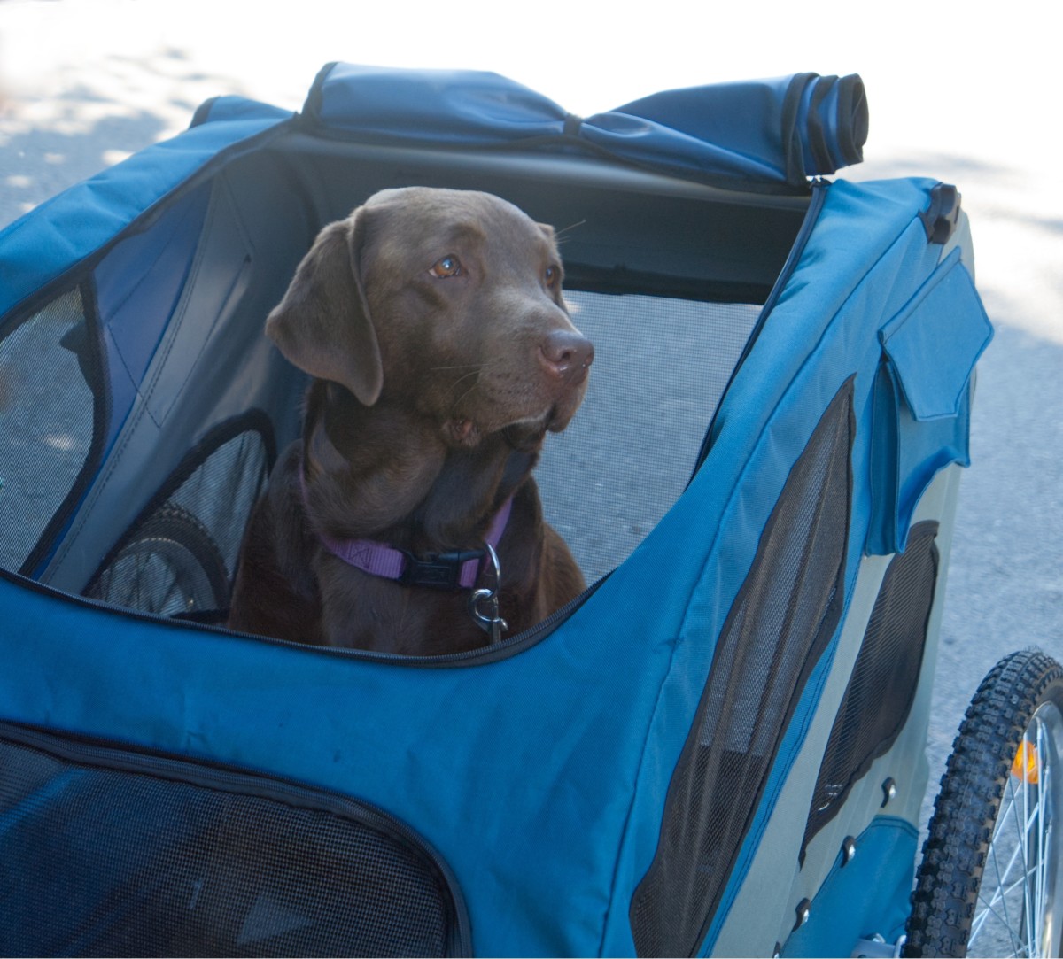 78-Pound Senior Dog Going For A Ride In Her Stroller Is Melting Hearts ...