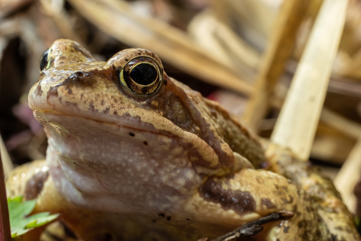 Toad's Unexpected Encounter With A Cat Is Cracking People Up 