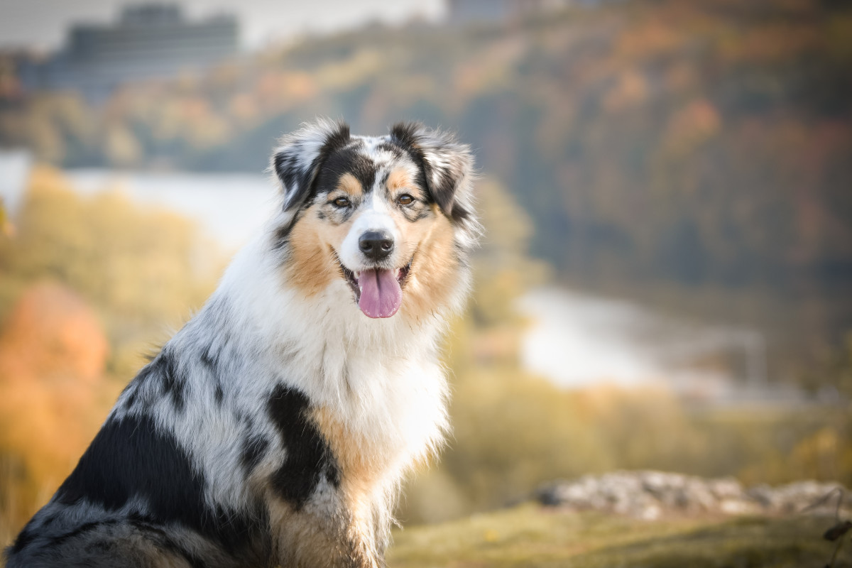 Woman's Story of Finding Her Lost Dog After 2 Weeks Has People in Tears ...