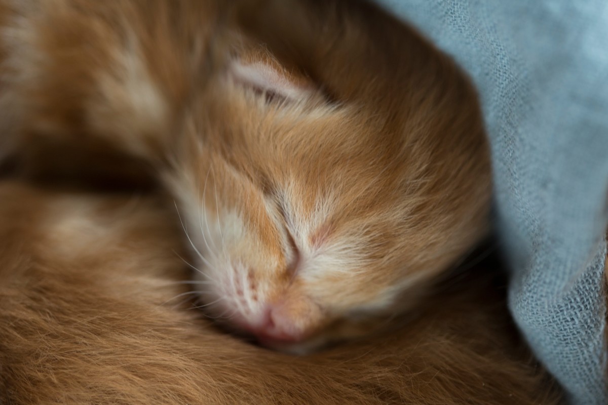 Sudden Passing of Beloved Kitten Named 'Tater Tot' Leaves the Internet