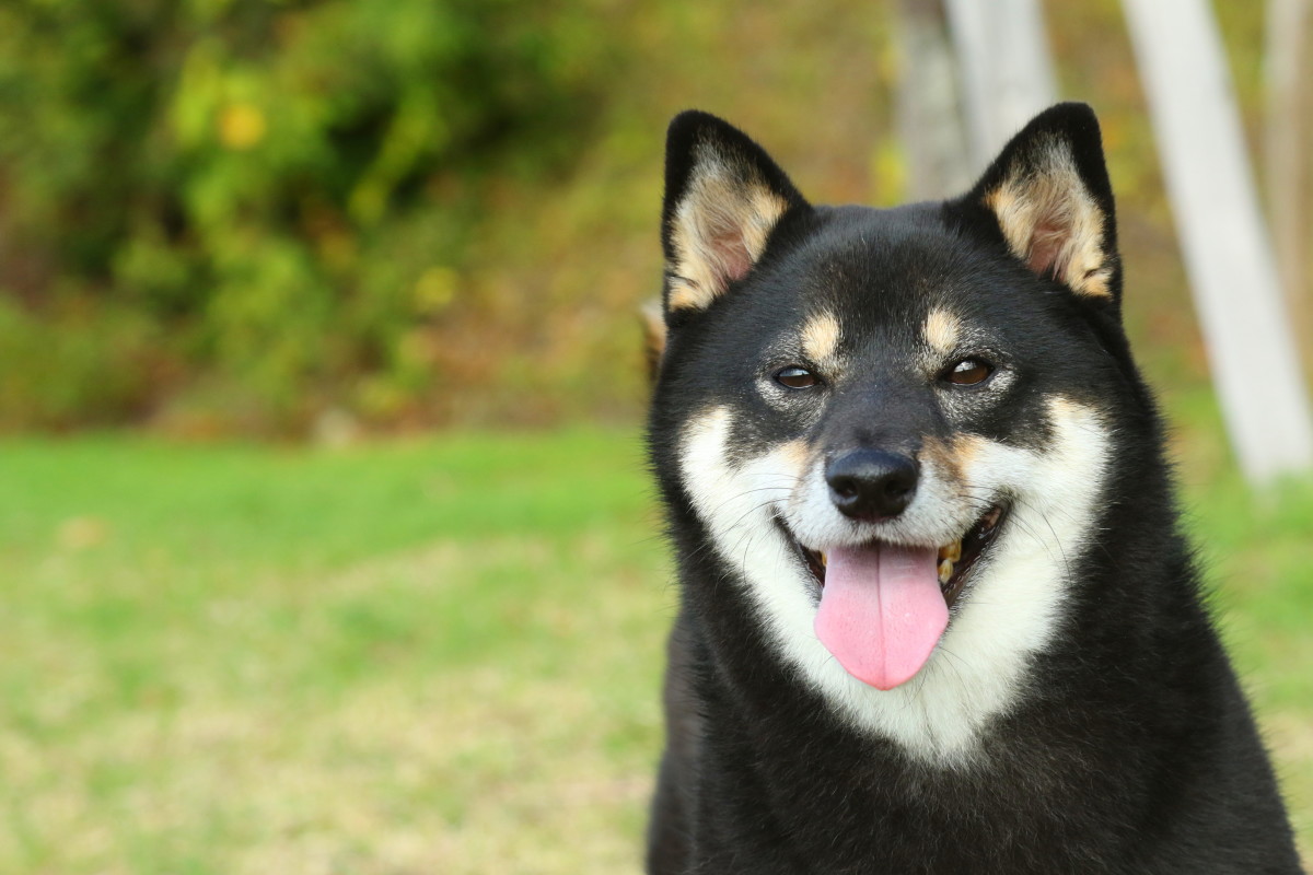 Shiba Inu Is More Relaxed During A Spa Treatment Than Most Humans ...