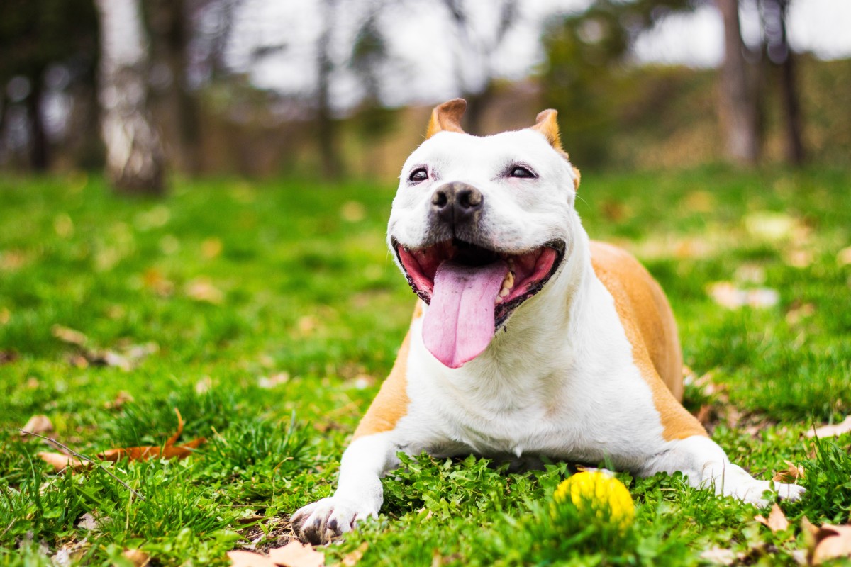 Staffordshire Terrier Happily Disconnects Everyone From Internet ...