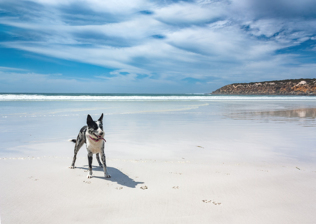 Brave Dog and Baby Shark Become Beachside Besties in Viral Video ...