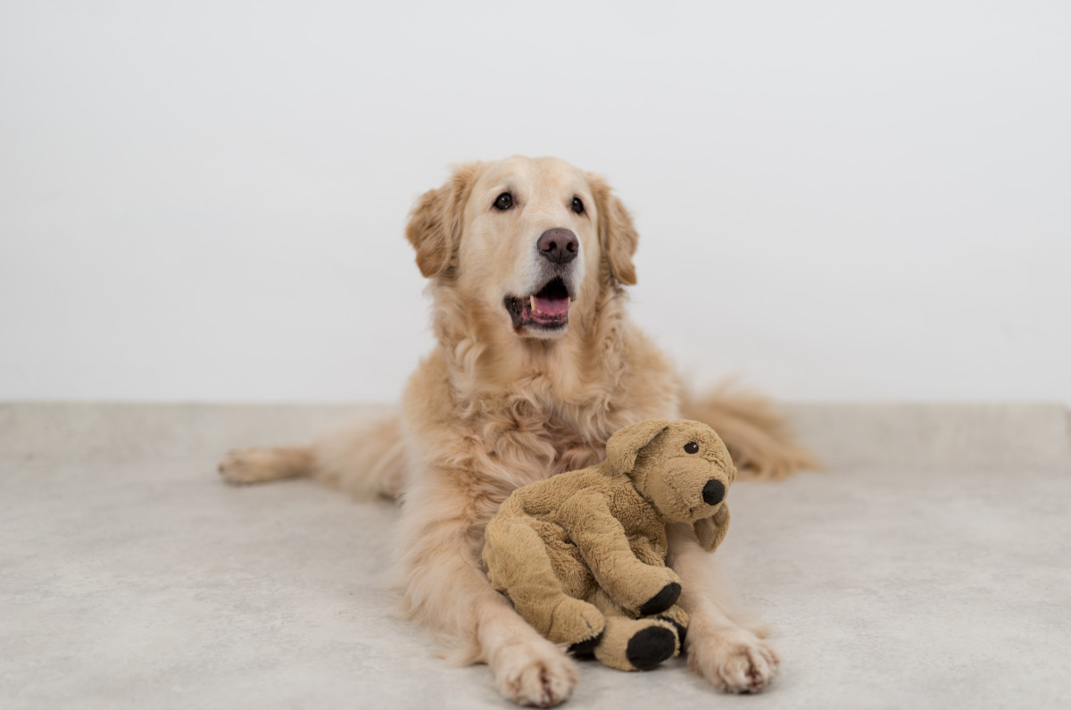 parents-sweet-gesture-toward-dog-who-had-a-phantom-pregnancy-is-so