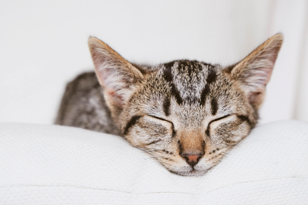 Explanation of Why Cats Sleep Near Their Owners Is Too Sweet