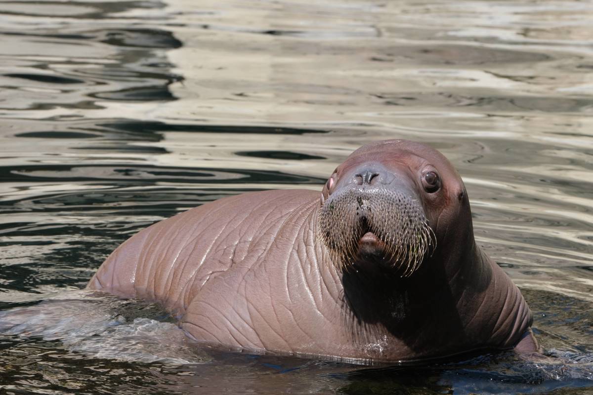 Lost Baby Walrus in Alaska Who's Getting 'Cuddle Therapy' Has Captured ...