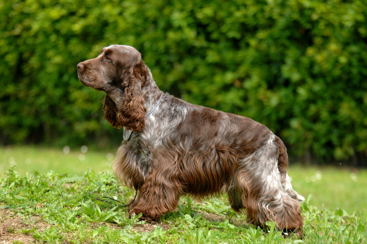 English Cocker Spaniel The Ultimate Guide PetHelpful