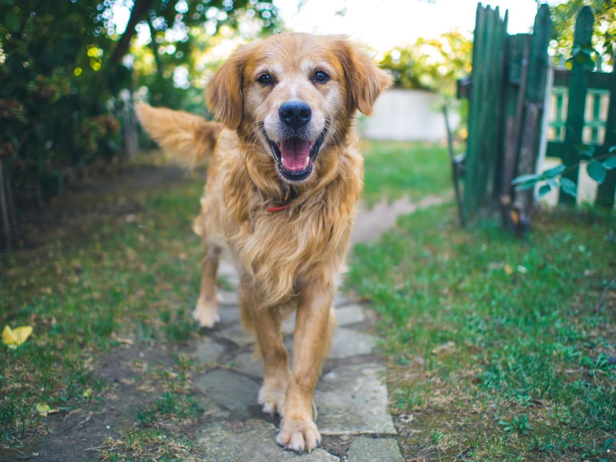 golden retriever holding ose