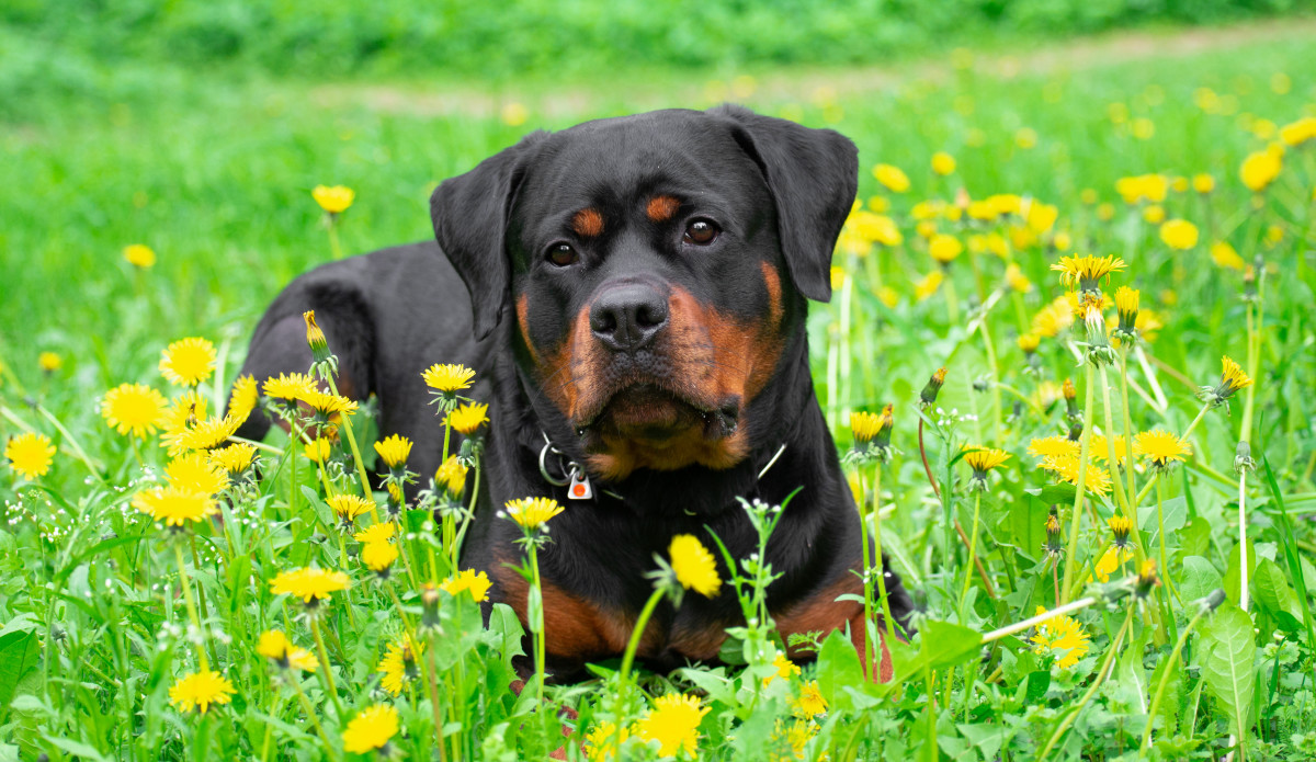 Rottweiler’s First Trip to the Groomer Is Going Viral for an Unexpected ...