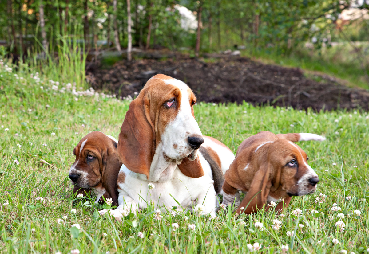 Video of Basset Hound Dad Playing With His Puppies Is Warming People’s ...