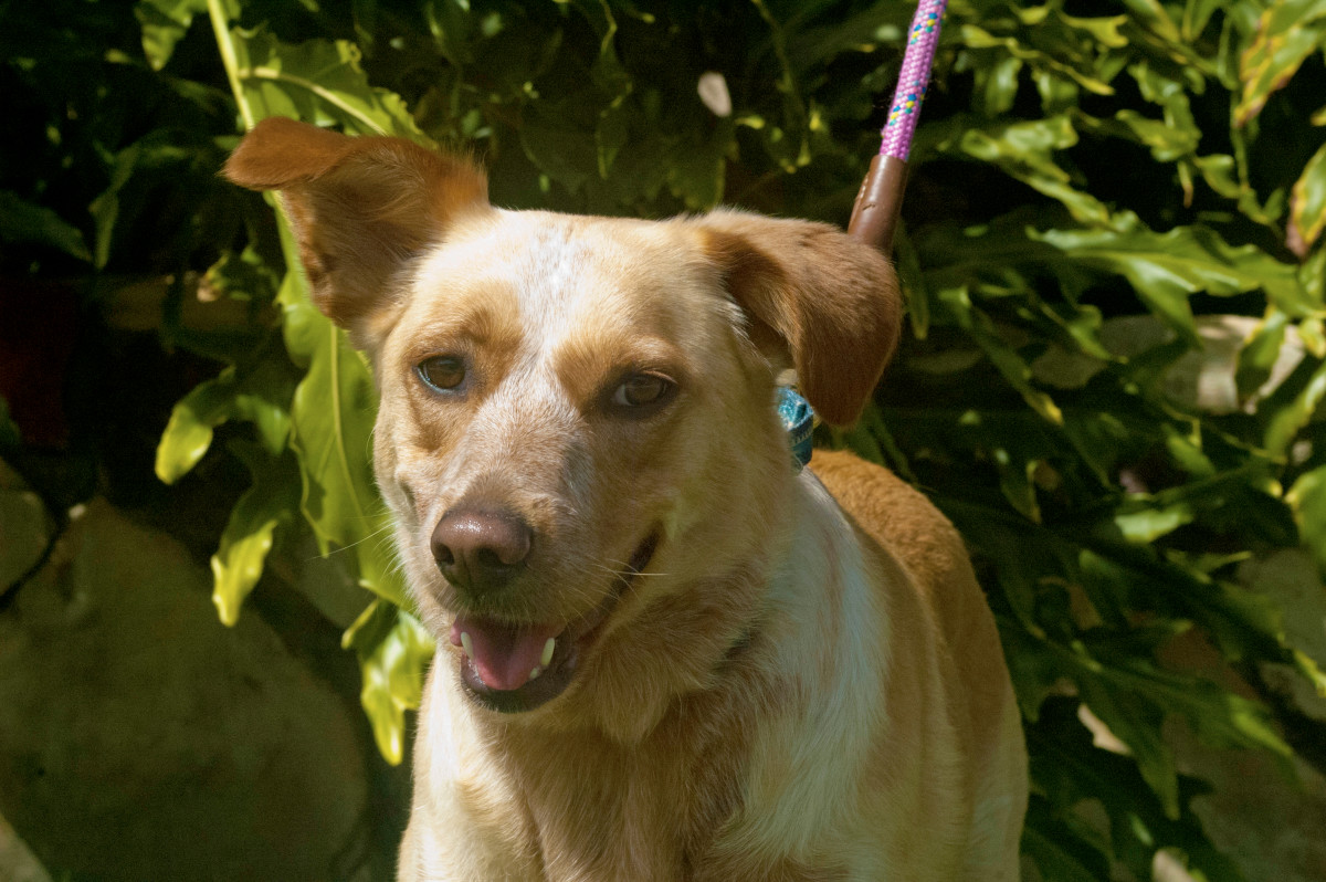 Rescue Dog’s Reaction to New Home Just 4 Hours After Being Adopted Is ...