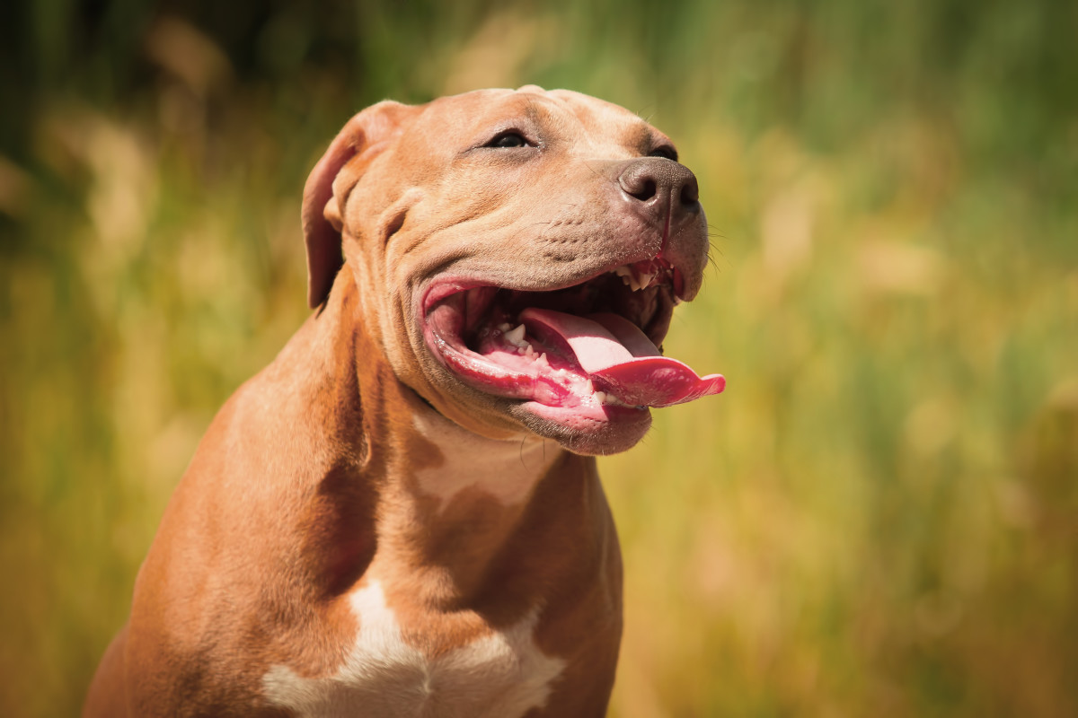 Video of Pit Bulls Affectionately Cuddling Little Girl Gives Us All the ...