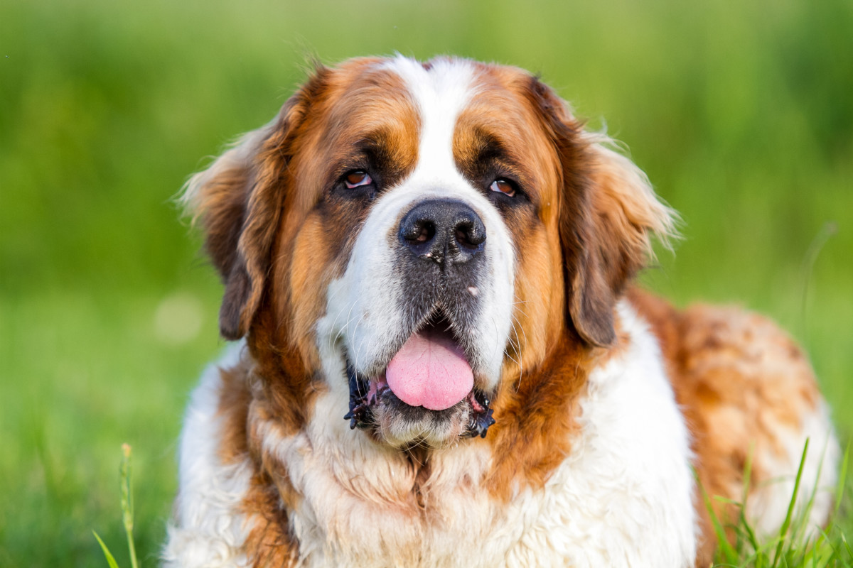 St. Bernard’s Sad Reaction to Watching Grandpa’s Car Pull Away Breaks ...