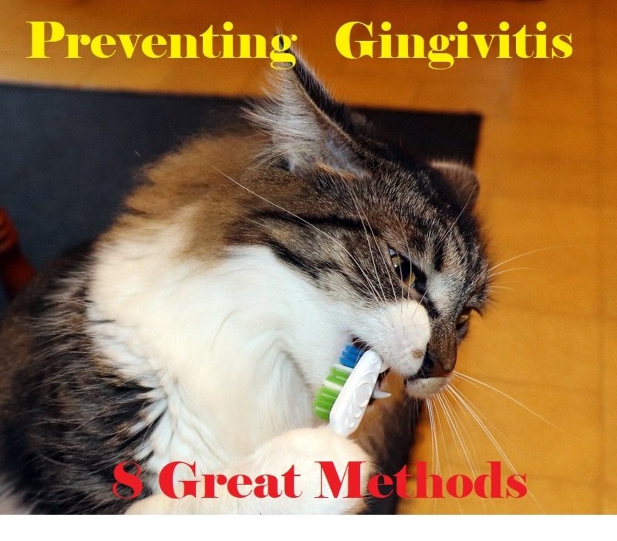 8 Ways to Take Care of Your Cat s Teeth and Gums Without a Vet Visit PetHelpful